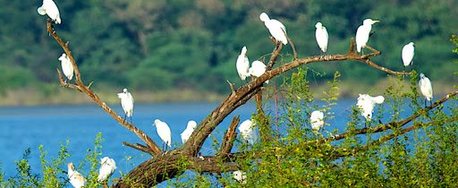 Bird Watching - Gir National Park, Gujarat