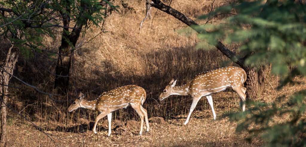 Barda Hills Wildlife Sanctury - Porbandar, Gujarat