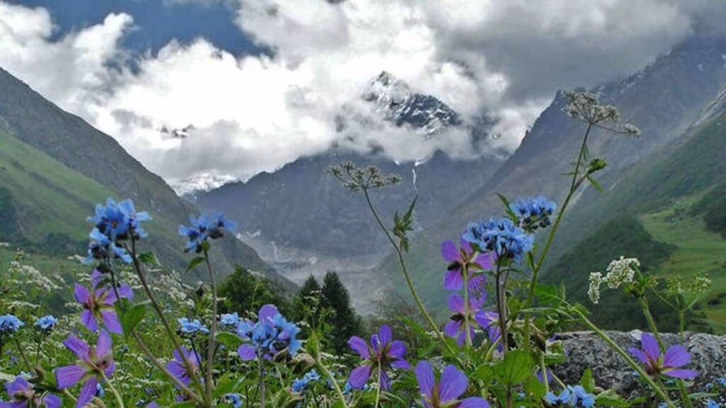 Nanda Devi National Park - Valley of Flowers, Uttarakhand