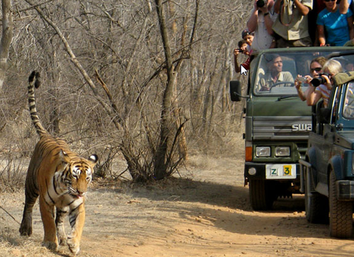 Safari - Rajaji National Park, Uttarakhand